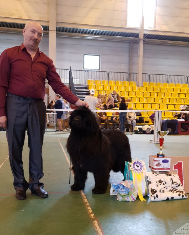 Фото: ньюфаундленд Ноэль Наследница Вятских Медведей (Noel Naslednitsa Vyatskiy Medved)