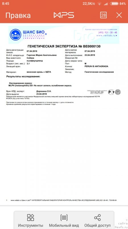 Фото: ньюфаундленд Перун из Антаграда (Perun is Antagrada)