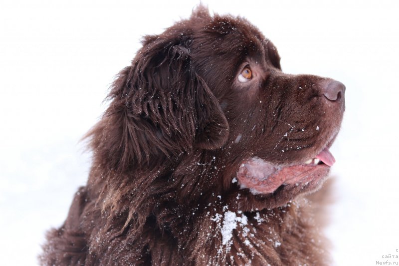 Фото: ньюфаундленд Браунблад МСК Жанара Хайя (Brownblood MSK Zhanara Haya)