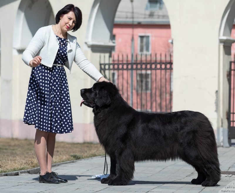 Фото: ньюфаундленд Одна Моя Такая от Сибирского Медведя (Odna Moya Takaya ot Sibirskogo Medvedja), Светлана Васильчук
