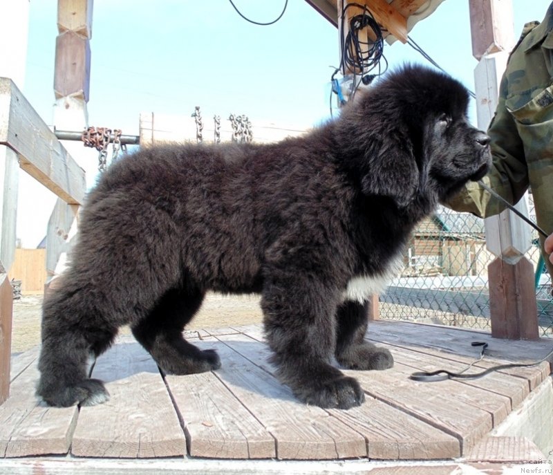Фото: ньюфаундленд Зена от Карельских Медведей