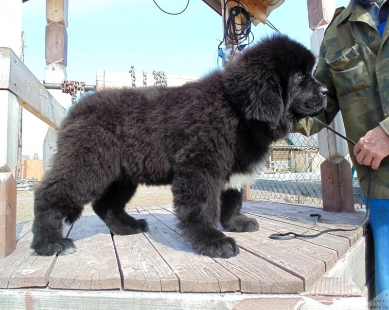 Фото: ньюфаундленд Зена от Карельских Медведей