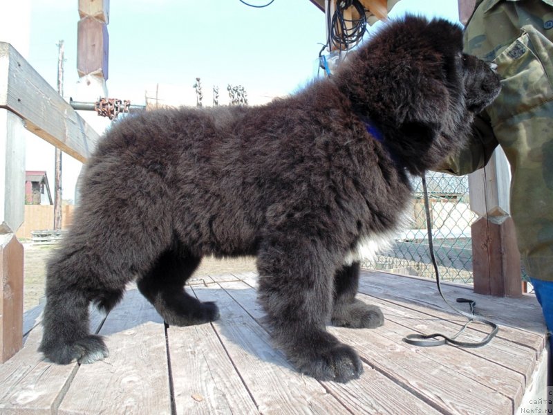 Фото: ньюфаундленд Зена от Карельских Медведей