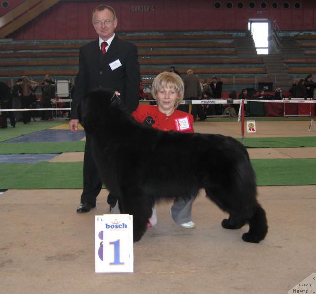 Фото: ньюфаундленд Rogvolod Vialiki Miadzvedz, Надежда Филимонова