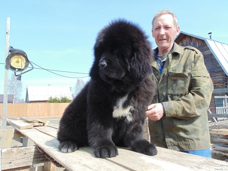 Фото: ньюфаундленд Зена от Карельских Медведей