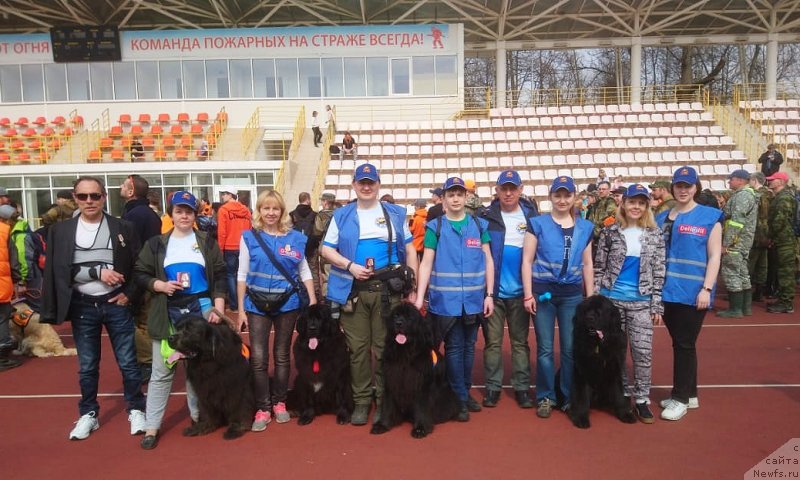 Фото: ньюфаундленд Черный Чанк с Берега Дона (Chernyj Chank s Berega Dona), Ирина Складнова, ньюфаундленд My Frend Newfy' Abigail Miss Churchill, ньюфаундленд Сент Джонс Ларель Леоланда (Sent Djons Larel Leolanda), ньюфаундленд Ангел Хранитель Граффидд (Angel Khranitel Gruffidd), Елена Богданова