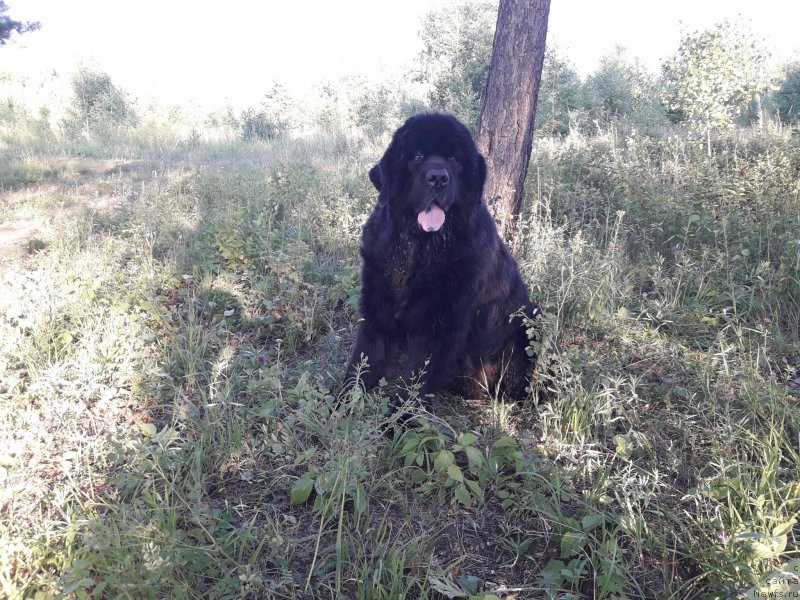 Фото: ньюфаундленд Блэк Даймонд из Аркаима, ньюфаундленд Блэк Даймонд из Аркаима
