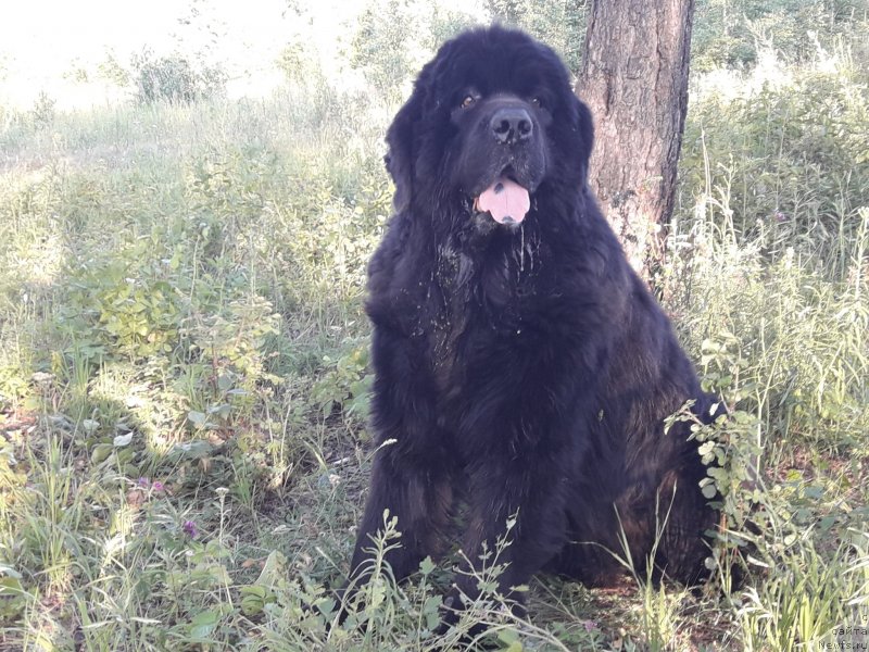 Фото: ньюфаундленд Блэк Даймонд из Аркаима