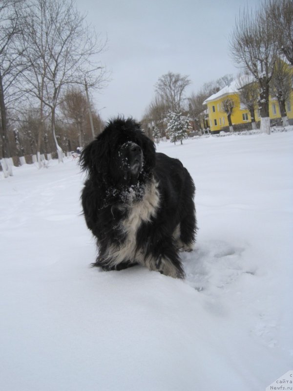 Фотография № 242489