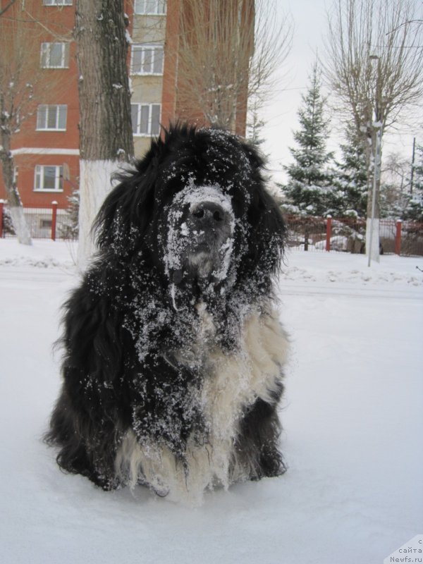 Фотография № 242490