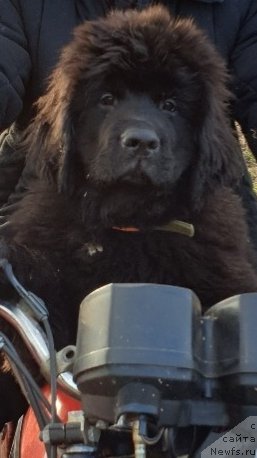 Фото: ньюфаундленд Нежная Карамелька Фиона (Nezhnaya Karamelka Fiona)