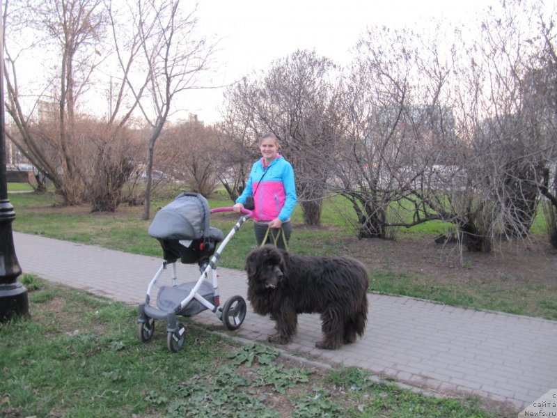 Фото: ньюфаундленд Дюрбахлер Клаб Альфаретта Виньетта, Анастасия Киреева