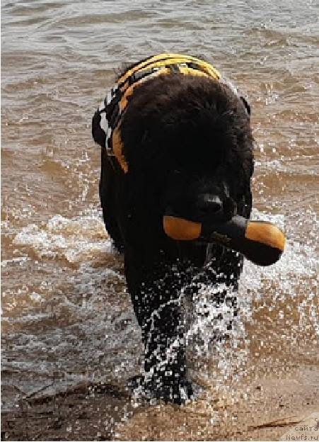 Фото: ньюфаундленд Элис Блюз Подарок Судьбы