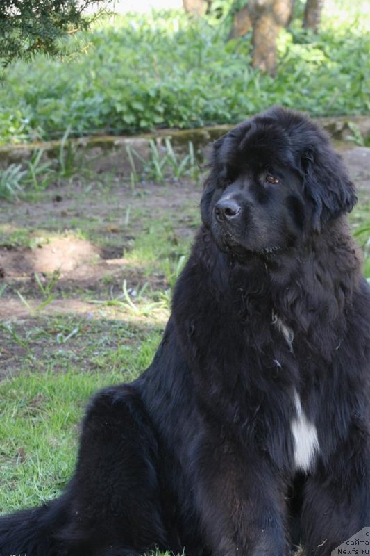 Фото: ньюфаундленд Элис Блюз Подарок Судьбы