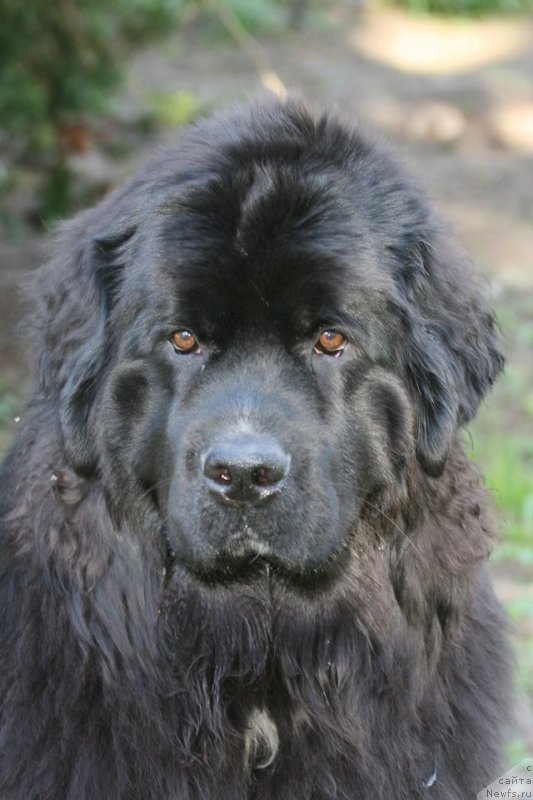 Фото: ньюфаундленд Элис Блюз Подарок Судьбы