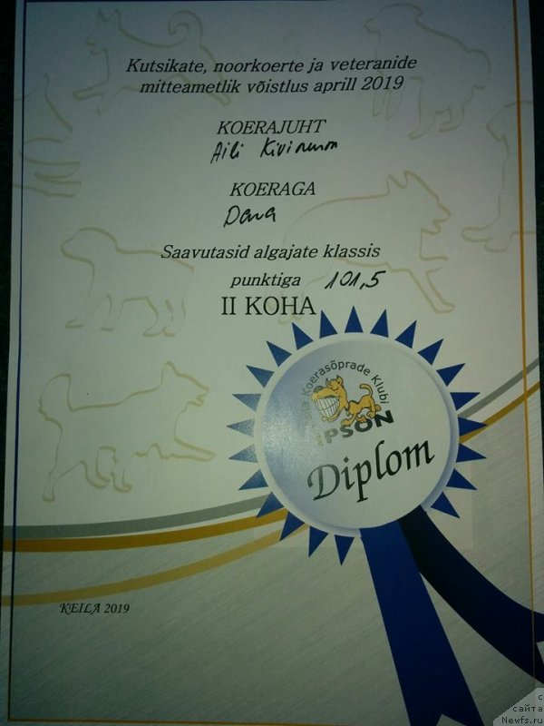 Фото: ньюфаундленд Элис Блюз Подарок Судьбы