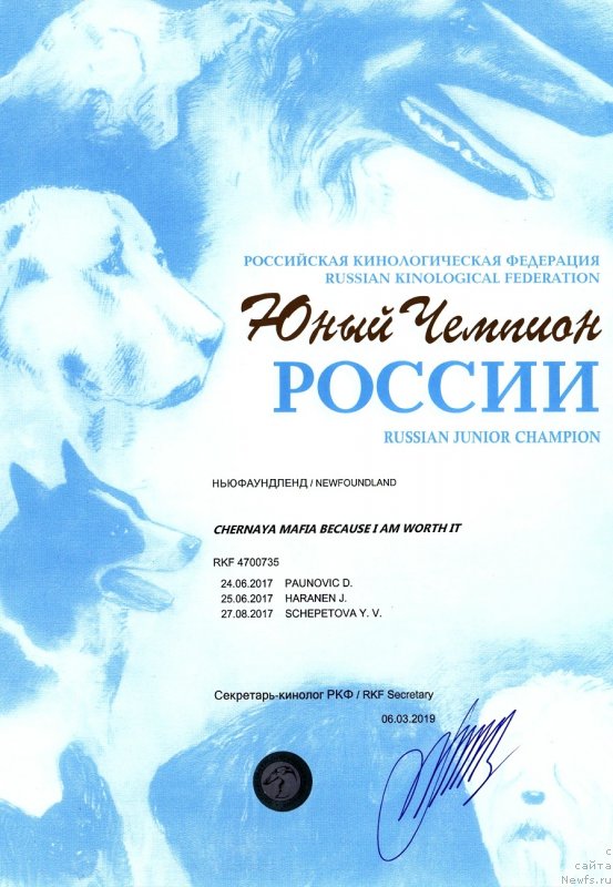 Фото: ньюфаундленд Черная Мафия Бекаусе И Ам Вортх Ит (Chernaya Mafia Because I Am Worth It)