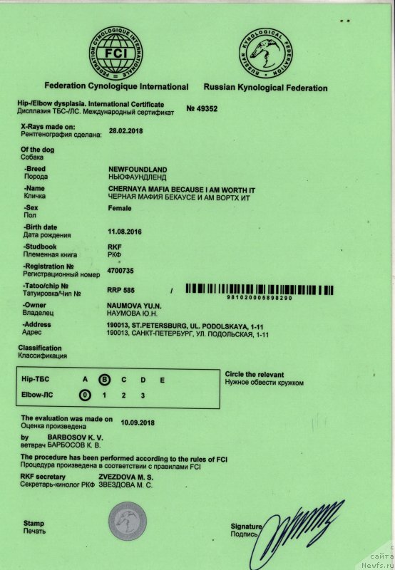 Фото: ньюфаундленд Черная Мафия Бекаусе И Ам Вортх Ит (Chernaya Mafia Because I Am Worth It)