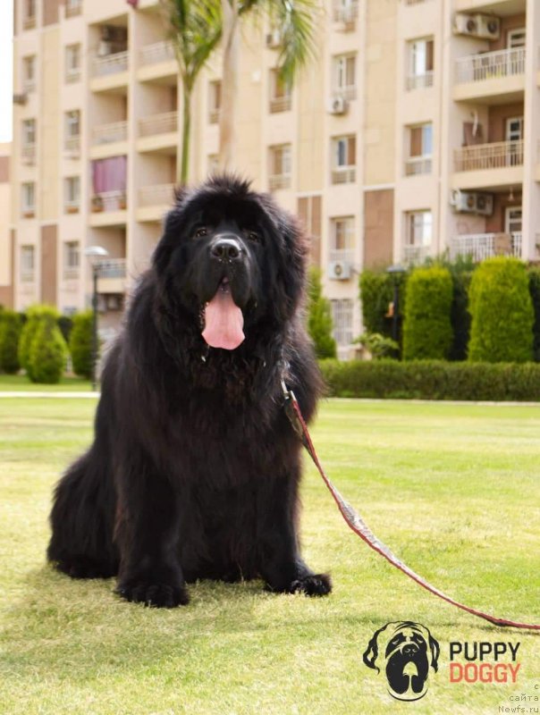 Фотография № 242506