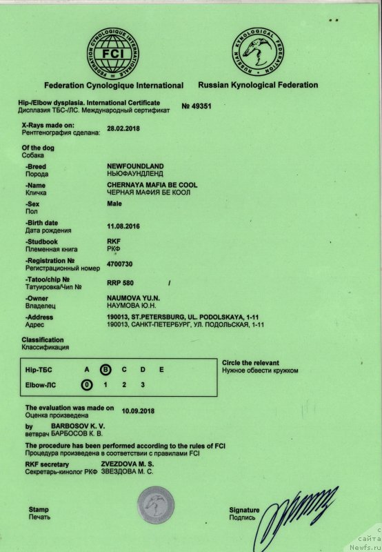 Фото: ньюфаундленд Черная Мафия Бе Коол (Chernaya Mafia Be Cool)