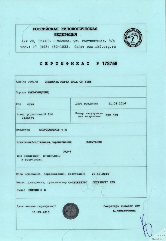 Фото: ньюфаундленд Черная Мафия Балл оф Фире (Chernaya Mafia Ball of Fire)