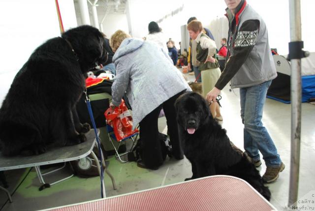 Фото: ньюфаундленд Смигар Империя Страсти