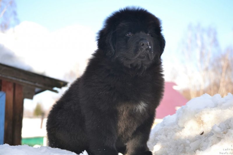 Фото: ньюфаундленд Вятский Медведь Платон