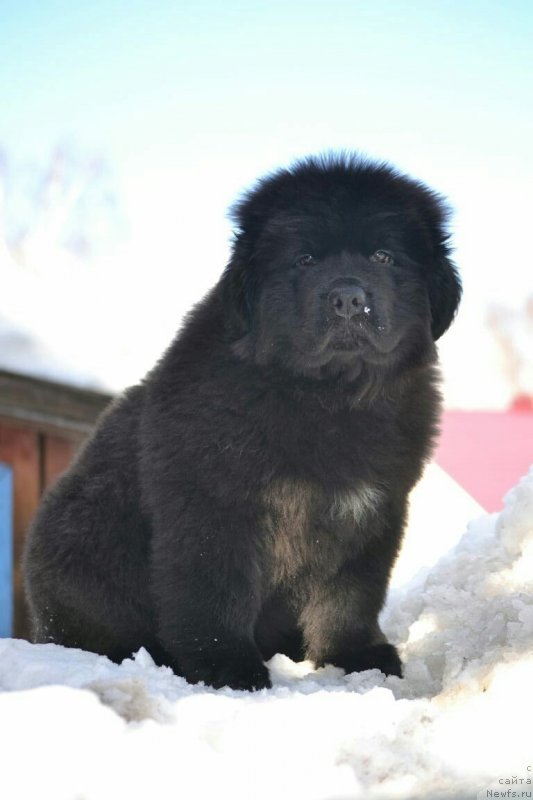 Фото: ньюфаундленд Вятский Медведь Платон