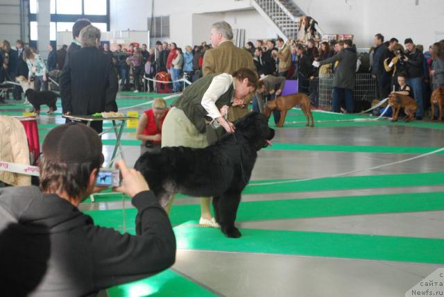 Фото: ньюфаундленд Смигар Империя Страсти