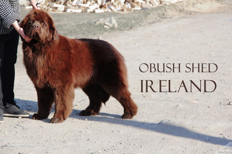 Фото: ньюфаундленд Обуш Шед Ирелэнд (Obush Shed Ireland)