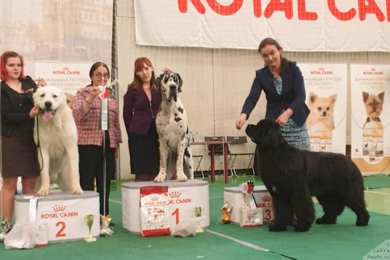 Фото: ньюфаундленд Аквиан Сонг Текила Голд (Akvian Song Tequila Gold)