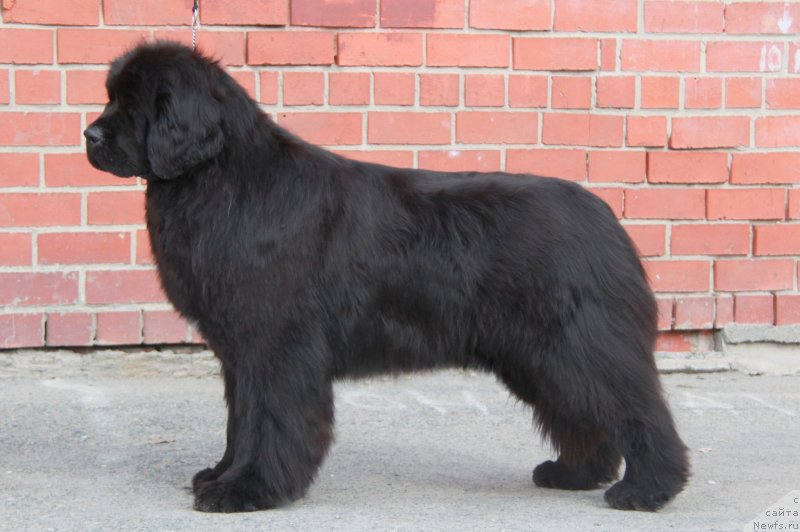 Фото: ньюфаундленд Аквиан Сонг Текила Голд (Akvian Song Tequila Gold)