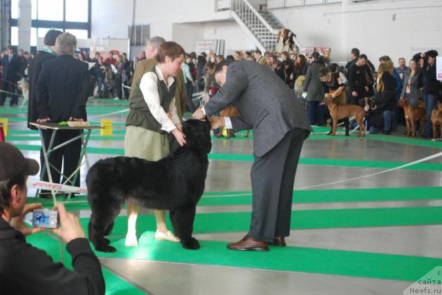 Фото: ньюфаундленд Смигар Империя Страсти