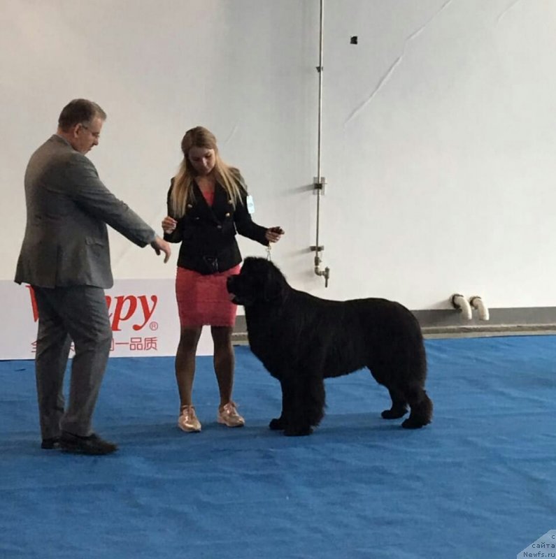 Фото: ньюфаундленд Талисман Моря Корвет (Talisman Morya Korvet)