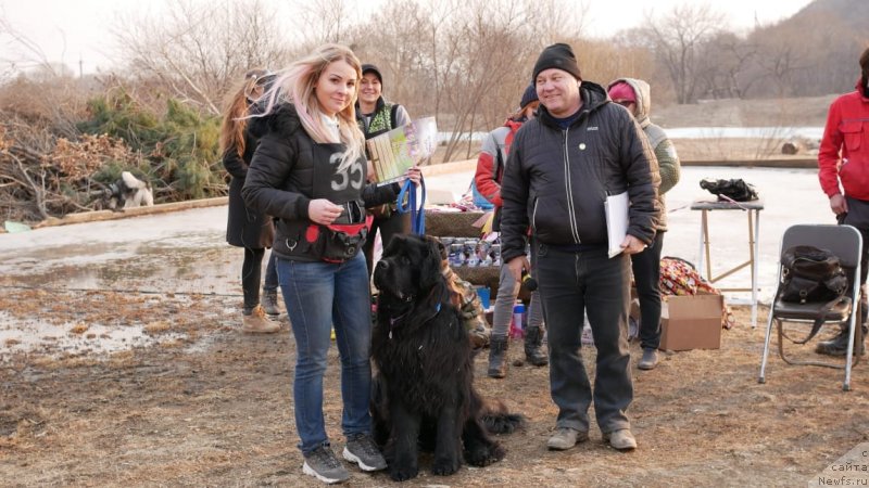 Фото: ньюфаундленд Талисман Моря Корвет (Talisman Morya Korvet)