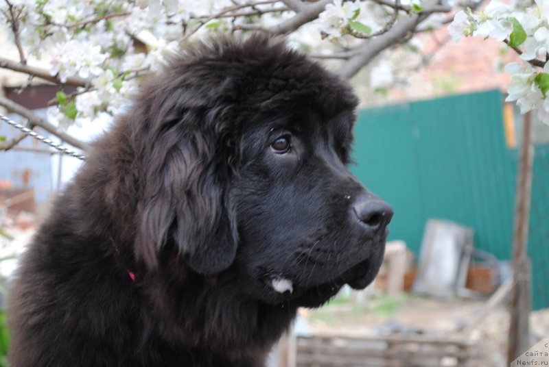 Фото: ньюфаундленд Черный Балу Одиссей