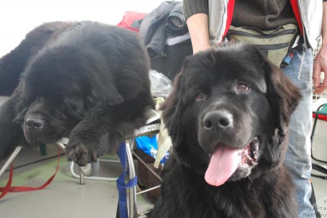 Фото: ньюфаундленд Смигар Империя Страсти