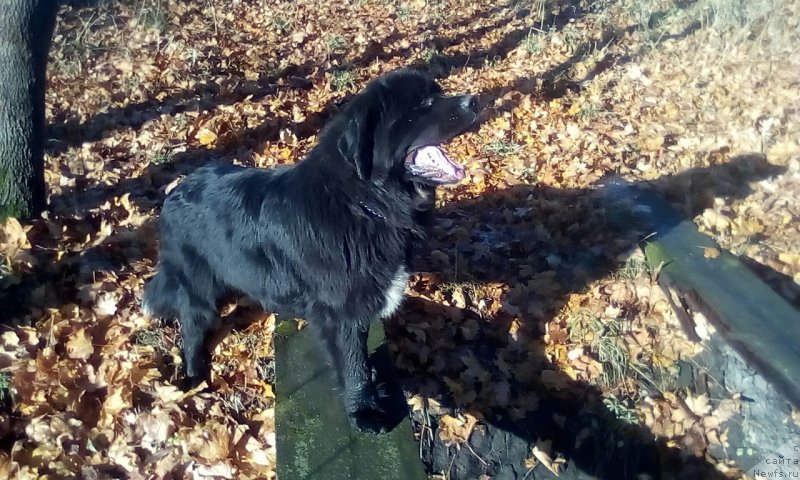 Фото: ньюфаундленд Астория Лиметта (Astoria Limetta)