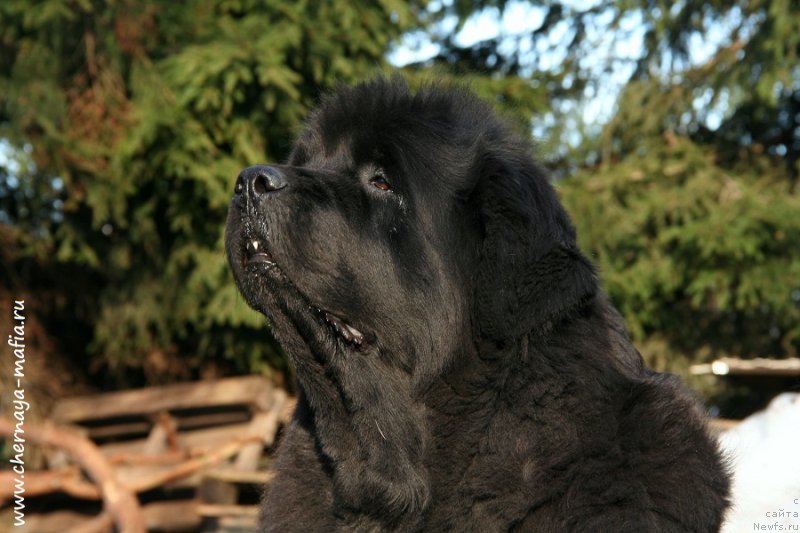 Фото: ньюфаундленд Бегущая по Волнам Роуал Флаш (Beguschaya po Volnam Royal Flash)