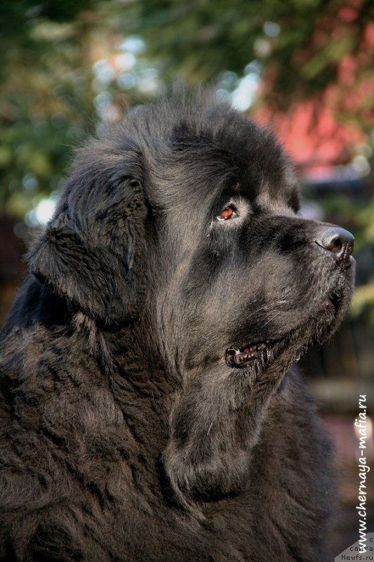 Фото: ньюфаундленд Бегущая по Волнам Роуал Флаш (Beguschaya po Volnam Royal Flash)