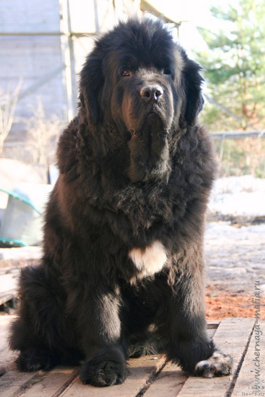 Фото: ньюфаундленд Бегущая по Волнам Роуал Флаш (Beguschaya po Volnam Royal Flash)