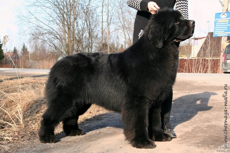 Фото: ньюфаундленд Черная Мафия Баск То Тхе Футуре (Chernaya Mafia Back To The Future)