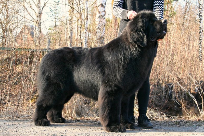 Фото: ньюфаундленд Черная Мафия Баск То Тхе Футуре (Chernaya Mafia Back To The Future)