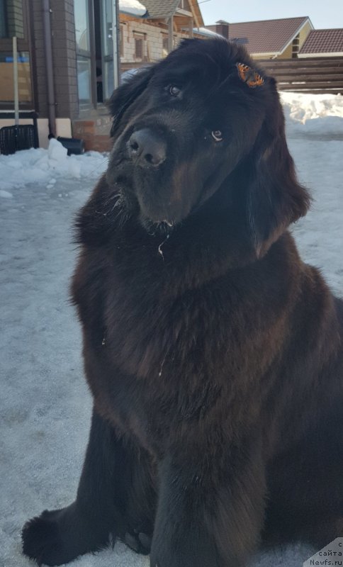 Фото: ньюфаундленд Любезная Нежная Лаура (Lyubeznaya Nezhnaya Laura)