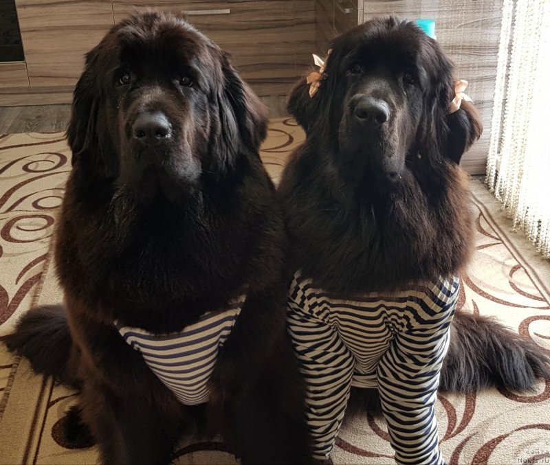 Фото: ньюфаундленд Любезная Нежная Лаура (Lyubeznaya Nezhnaya Laura), ньюфаундленд Лаской Согревающая Лаика (Laskoy Sogrevayuschaya Laika)