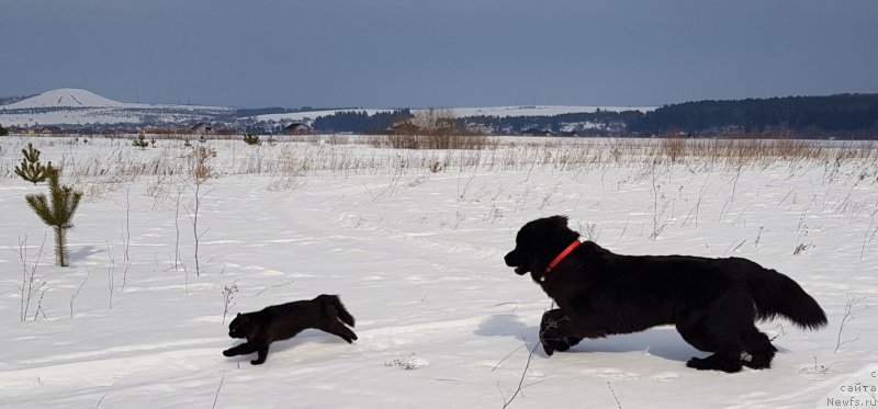 Фото: ньюфаундленд Любезная Нежная Лаура (Lyubeznaya Nezhnaya Laura)
