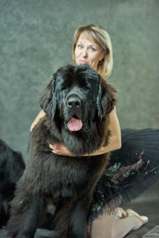 Фото: ньюфаундленд Любезная Нежная Лаура (Lyubeznaya Nezhnaya Laura)