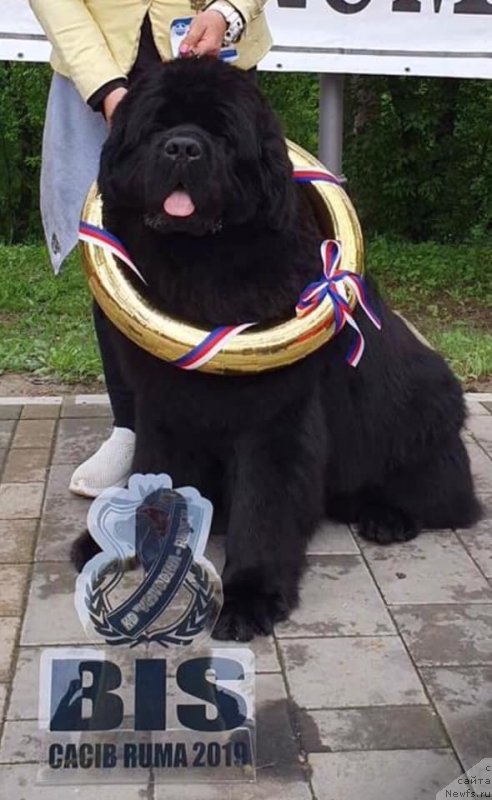 Фото: ньюфаундленд Ньюфорт Инстинкт Виннер Кнайт Итус