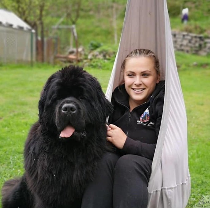 Фото: ньюфаундленд Ньюфорт Инстинкт Виннер Кнайт Итус