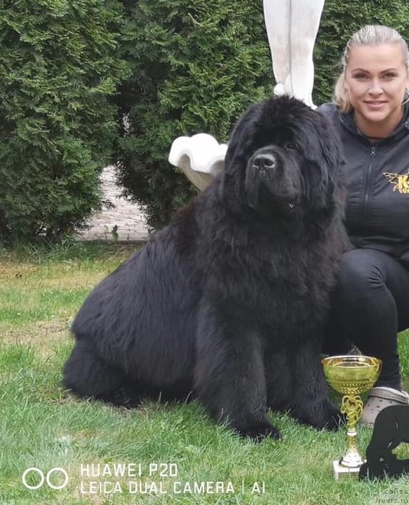 Фото: ньюфаундленд Ньюфорт Инстинкт Виннер Кнайт Итус